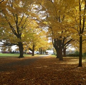 Meet your Posher, Joy